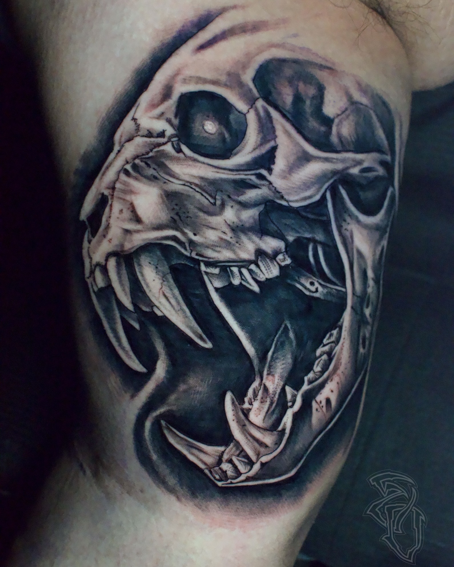 Saber-tooth tiger